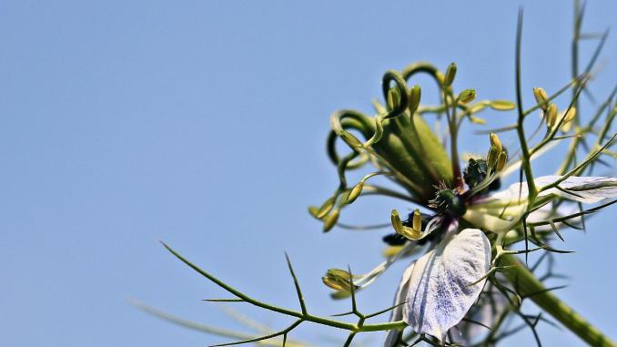 virgin-in-the-green-1547836_1280